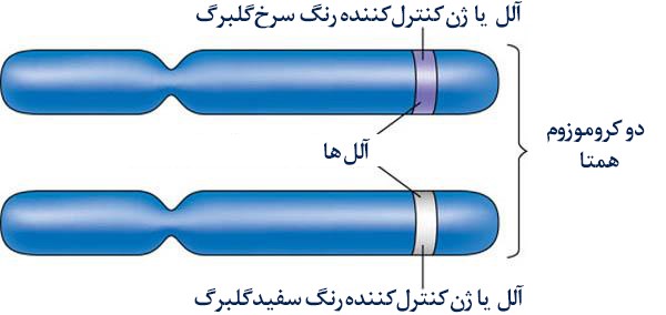 احمدالحسن در‌این‌باره می‌نویسند:هویت همسران فرزندان آدم ع موضوعی است که بسیاری از کسانی که ادعای نمایندگی دین الهی را دارند،در آن به بیراهه رفته‌اند. آن‌هاعلاوه براینکه می‌گویند حوا از دندۀ آدم خلق شده، براین عقیده‌اند که برادران با خواهران خود ازدواج کرده‌اند. این عقیده در دین یهودیت و مسیحیت موجود بوده و ازآنجا به...